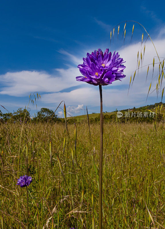 双歧花(Dichelostemma congestum)是一种开花植物，俗称“花花”或“叉齿花”。这种多年生野花原产于北美西部的丘陵和山脉。